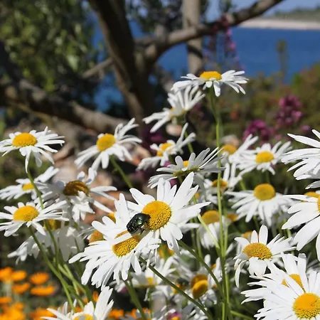 公寓 Bili Dvori 罗戈兹尼察