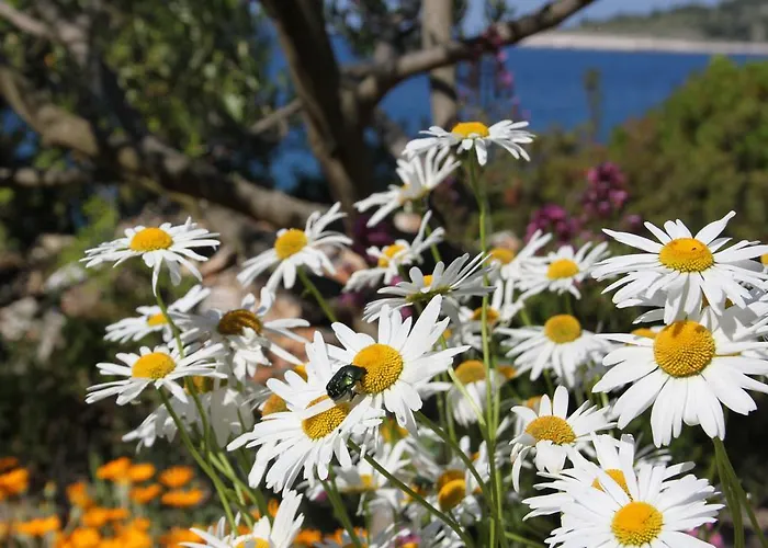 Daire Bili Dvori Rogoznica (Sibenik-Knin)