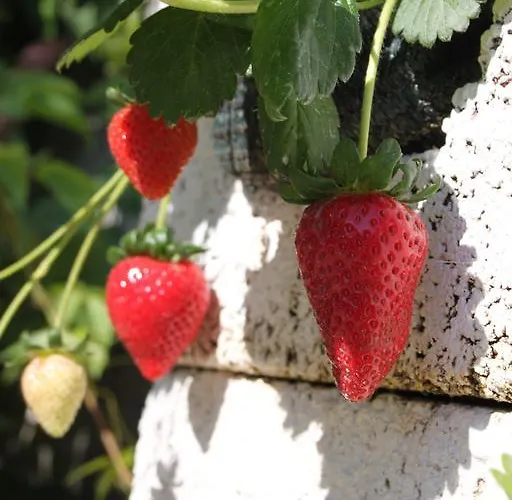 Апартаменты Bili Dvori Рогозница